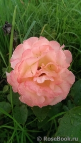 Rosemary Harkness Rosemary Harkness
