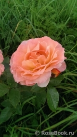 Rosemary Harkness Rosemary Harkness