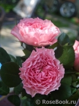 Mayra's Rose