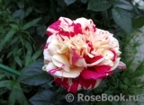 Vanille Fraise ® Vanille Fraise ®