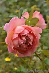 Jubilee Celebration® Jubilee Celebration®