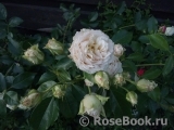 Ginger Syllabub Ginger Syllabub