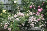 Robe Fleurie Robe Fleurie