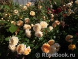 Crown Princess Margareta® Crown Princess Margareta®