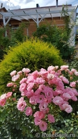 Sommerwind Sommerwind