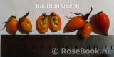 Bourbon Queen