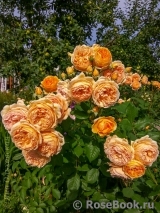 Crown Princess Margareta® Crown Princess Margareta®