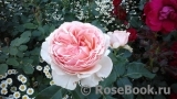 Ambridge Rose 