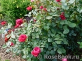 Rose des 4 Vents Rose des 4 Vents