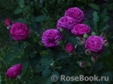 Heidi Klum Rose Heidi Klum Rose