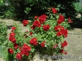 Roter Korsar Roter Korsar