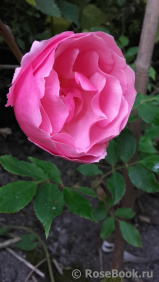 Lijang Rose