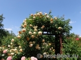 Crown Princess Margareta® Crown Princess Margareta®