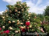 Crown Princess Margareta® Crown Princess Margareta®