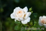 Crocus Rose® Crocus Rose®