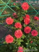 Rosarium Uetersen Rosarium Uetersen