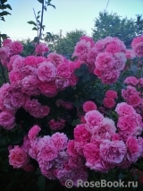 Rosarium Uetersen Rosarium Uetersen