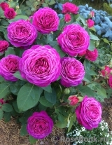 Heidi Klum Rose Heidi Klum Rose