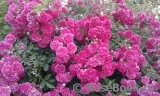 Excelsa Excelsa