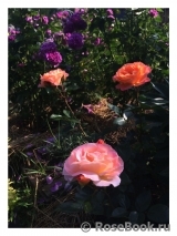Rosemary Harkness Rosemary Harkness