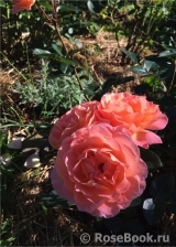 Rosemary Harkness Rosemary Harkness