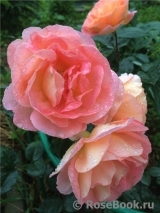Rosemary Harkness Rosemary Harkness