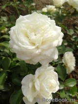 White Meidiland White Meidiland