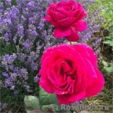 Big Purple Big Purple