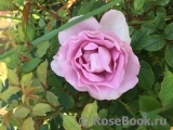 La Rose du Petit Prince