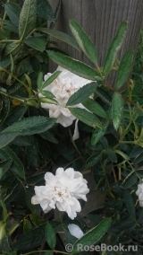 Rosa cannabifolia