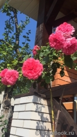Rosarium Uetersen Rosarium Uetersen