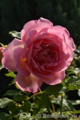 Jubilee Celebration® Jubilee Celebration®