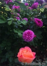 Rosemary Harkness Rosemary Harkness