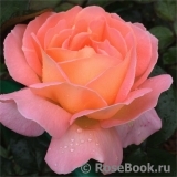 Rosemary Harkness Rosemary Harkness