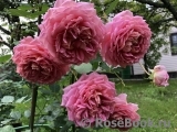 Jubilee Celebration® Jubilee Celebration®