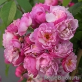 Rosa Siluetta Lavender