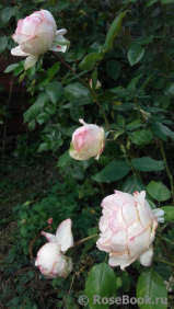 La Rose Optimiste