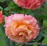 Augusta Luise Augusta Luise