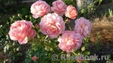 Jubilee Celebration® Jubilee Celebration®
