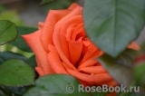Lady Rose 