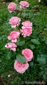 La Rose de Molinard ®