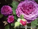 Heidi Klum Rose Heidi Klum Rose