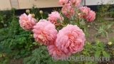 Jubilee Celebration® Jubilee Celebration®