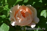 Ambridge Rose 