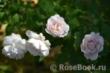 Redoute Redoute