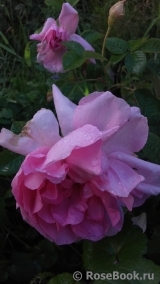Rose de Puteaux