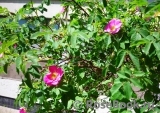 Rosa majalis Майская роза Шиповник коричный