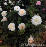 Crocus Rose® Crocus Rose®