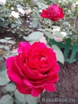 Rose des 4 Vents Rose des 4 Vents