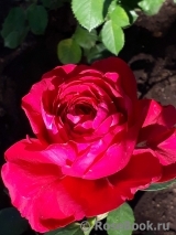 Rose des 4 Vents Rose des 4 Vents